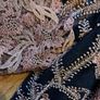 Gorgeous Moonsoon Dress Size 16 Image 4