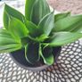Sansevieria Hahnii with offsets in cute pot Image 2