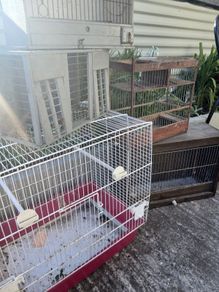 Bird cages
