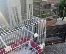 Bird cages