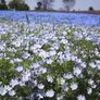 (N) Baby Blue Eyes Mixed seeds 1g (180719) Image 2