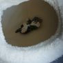 Cat ball bed Image 2