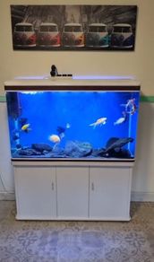 fish tank