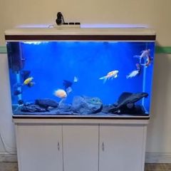 fish tank