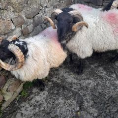 Mayo Mountain Rams