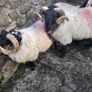 Mayo Mountain Rams Image 2