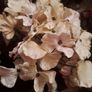 Velvet Hydrangeas Image 5