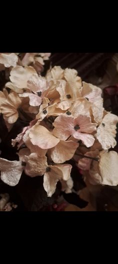 Velvet Hydrangeas