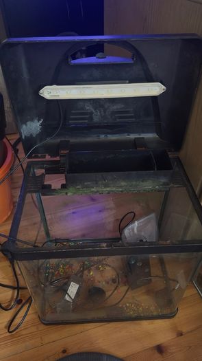 fish tank & fish