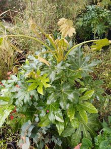 Large fatsia japonica