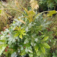 Large fatsia japonica