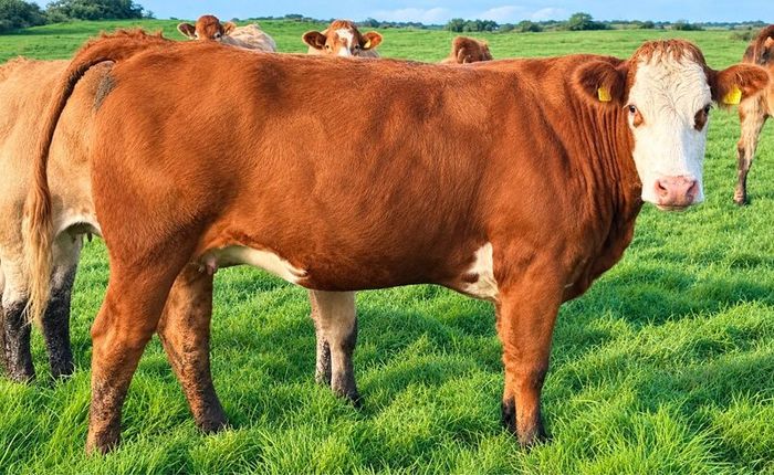 35 In-Calf Heifers for Sale Balla Mart 17 Oct