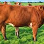 35 In-Calf Heifers for Sale Balla Mart 17 Oct Image 3