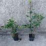 Holly Hedging Image 7