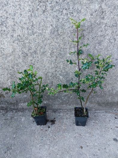 Holly Hedging