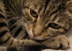 Male cat for adoption