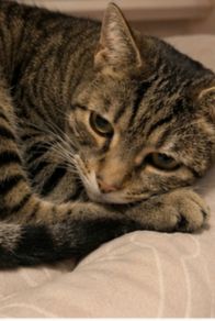 Male cat for adoption