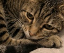 Male cat for adoption