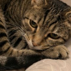 Male cat for adoption