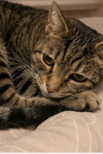 Male cat for adoption