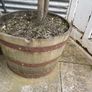 Large 2.5 meter Bay tree in a half barrel Image 3