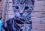 kitten