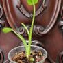 No.2 Philodendron Radiatum Variegated Image 7