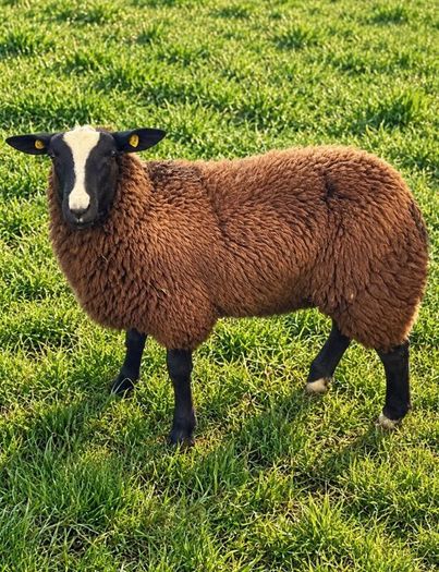 4 X Pedigree Zwartble Ram Lambs For Sale