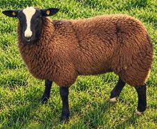 4 X Pedigree Zwartble Ram Lambs For Sale