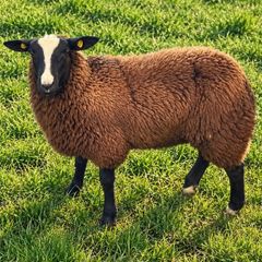 4 X Pedigree Zwartble Ram Lambs For Sale