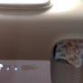 self-cleaning cat litter box Image 3