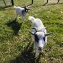 pygmy goats Image 4