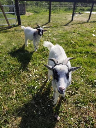 pygmy goats