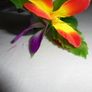Hawaiian Hair Clips x 9 for Sale Image 3
