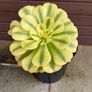 two rare variegated aeoniums Image 3