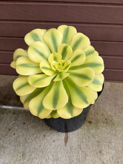 two rare variegated aeoniums