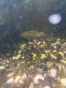 albino hoplo
