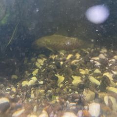 albino hoplo