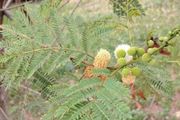 Acacia mearnsii Seeds