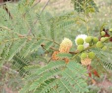 Acacia mearnsii Seeds