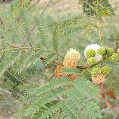 Acacia mearnsii Seeds