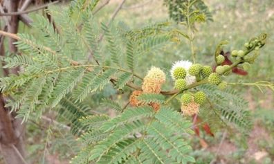 Acacia mearnsii Seeds
