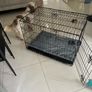Dog Crate + mattress Image 2