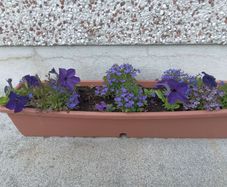 plants