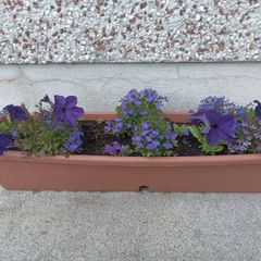 plants