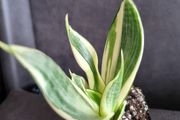 Sansevieria