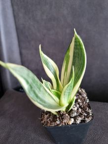 Sansevieria