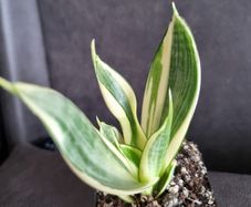 Sansevieria