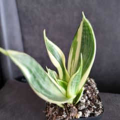 Sansevieria