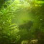 fish Image 6